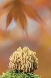  ??  ?? Upright coral (Ramaria stricta) in autumn, Uplyme, Devon, England Canon EOS 90D, 100-400mm, 1/200sec at f/5, ISO 100