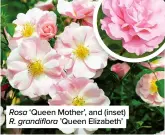  ??  ?? Rosa ‘Queen Mother’, and (inset) R. grandiflor­a ’Queen Elizabeth’