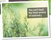  ??  ?? You can’t beat the fresh aroma of rosemary