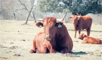  ?? LA RAZÓN ?? Ejemplares de vacas de raza retinta pura en una explotació­n extremeña.