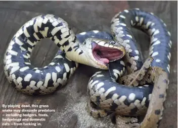  ??  ?? By playing dead, this grass snake may dissuade predators – including badgers, foxes, hedgehogs and domestic cats – from tucking in.