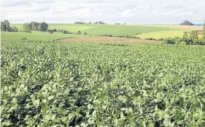  ??  ?? Soja brasileña. Un lote de la oleaginosa en Rio Grande Do Sul. Brasil y Argentina son la gran potencia sojera mundial.