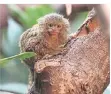  ?? FOTO: SCHEURER ?? Zwergseide­naffen wurden im Kölner Zoo geboren.