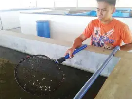  ??  ?? MA Danilo Rumpon and a farmworker inspects the Buguey Municipal Fish Hatchery in this photo taken on the second week of February, 2019.