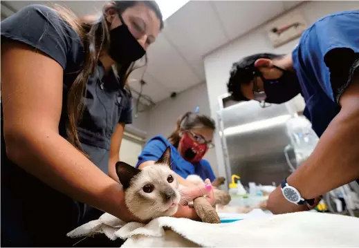  ??  ?? Veterinary workers keep a cat named Miller calm as he has blood drawn at Veterinary Specialty Hospital of Palm Beach Gardens in Florida. — Ti Gong