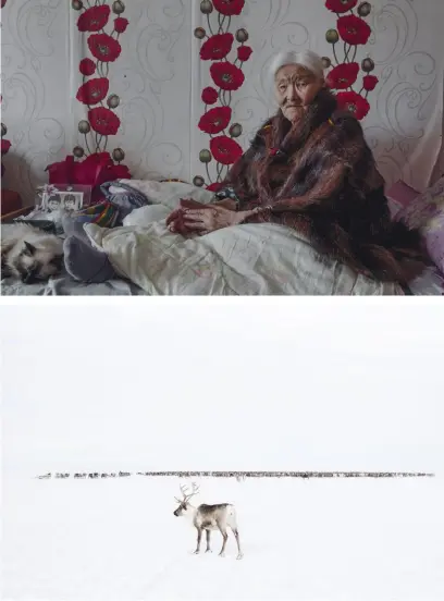  ??  ?? Page 86: Natasha Serotetto, part of the nomadic Nenets community in Russia’s Arctic, gathers the reindeer before migration. Top: Necla Audi (born 1928) insists she'll return to live with the migrating community. At the far left of her bed is a picture of her two sons, taken when they were young. Now, both of them are herders in the tundra. Bottom: A lone deer, separated from its herd. Without the herd’s protection, the deer is likely to die.