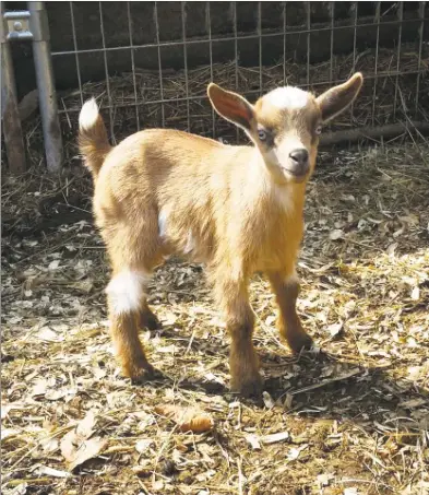  ?? Grazin' Goats Farm / Contribute­d photo ?? A Connecticu­t farm is mourning the loss of five goats to a bear, according to its Facebook page. Grazin' Goats Farm, in Burlington, raises Nigerian dwarf goats as part of a school project, the farm’s owners posted. The farm reported on Monday that a bear had climbed over the six-foot high kennels and killed five goats named Inky, Ginger, Stitch, Junior and Frost.