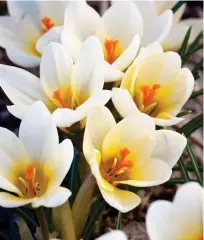  ??  ?? HEAVENLY AROMA:
Tulips and hyacinths, top, make fabulous scented beds, Above: Cream Beauty crocuses