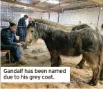  ?? ?? Gandalf has been named due to his grey coat.