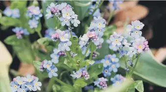  ?? ?? BLUE MOOD: The forget-me-not has made its mark in the English garden.