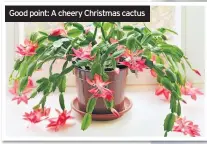  ??  ?? Good point: A cheery Christmas cactus