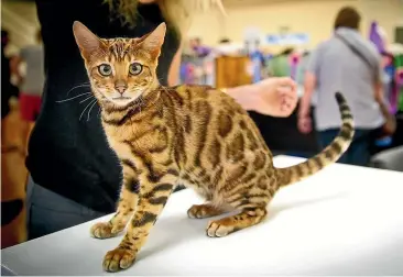  ?? FAITH SUTHERLAND ?? Bengal cats will be listed as an exclusion pest under Environmen­t Southland’s proposed Regional Pest Management Plan.