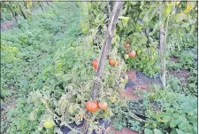  ??  ?? Algunas plantas de tomate fueron afectadas por el clima.