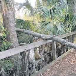  ?? STEPHEN HUDAK/STAFF ?? This tree, one of many felled by Hurricane Irma, caused damage to the boardwalk at the not-for-profit Oakland Nature Preserve.