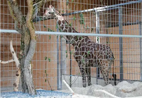  ?? Foto: Michael Hochgemuth ?? Ein Blick auf die erste neue Giraffe im Augsburger Zoo: Zafara kam am Dienstagab­end im Tierpark an. Sie ist bereits durch ein Fenster zu sehen – so wie auf unserem Foto.