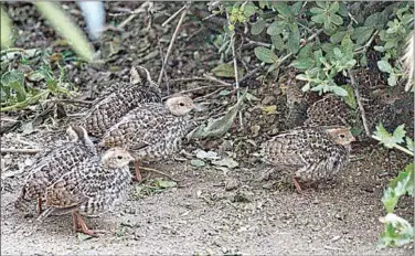  ?? PHOTO BY TOSHIMI KRISTOF ?? Quail chicks grow quickly, and forage for themselves as they follow their parents around.