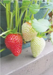  ?? DONNA BALZER ?? Strawberry plants grown in grow bags can be kept alive over winter by grouping them together and covering them with leaves and floating row cover.