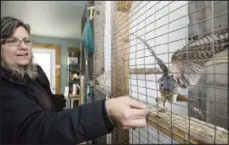  ??  ?? Atlantic Wildlife Institute’s Pam Novak feeds a recuperati­ng American Kestrel with an eye injury recently.