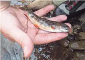  ??  ?? Brook trout have been restored to much of their native range throughout the park.