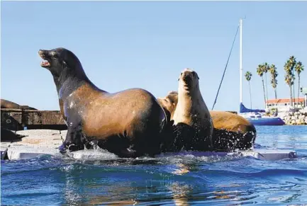  ?? K.C. ALFRED U-T PHOTOS ?? Sea lions sit Tuesday on a special platform built for the pinnipeds in Oceanside Harbor. The sea lions have been a reoccurrin­g problem in the harbor but there has been an increase in their numbers recently.