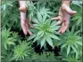  ??  ?? Dagga has been in the mix recently, and prospectiv­e growers claim to be ready to get growing.