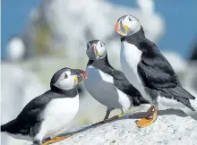  ?? CANADIAN PRESS FILES ?? Atlantic puffins are seen on Machias Seal Island in this file photo.