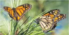  ?? THE ASSOCIATED PRESS ?? The Western Monarch Thanksgivi­ng Count revealed the highest number of butterflie­s in five years but it is still less than 5% of the 1980s population.