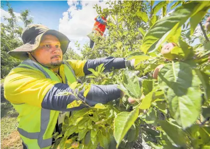  ?? Photo / Warren Buckland ?? Samoan orchard team leader Junior Ami at work in Hawke’s Bay last year.