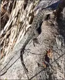  ?? PHOTO BY MARSHA MORRIS ?? Western Fence Lizards have started to reappear with spring approachin­g.