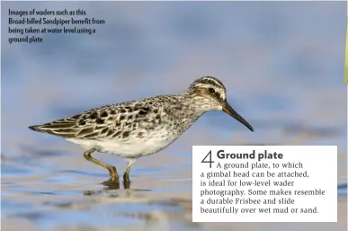  ??  ?? Images of waders such as this Broad-billed Sandpiper benefit from being taken at water level using a ground plate