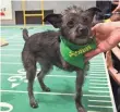  ?? ROBERT DEUTSCH, USA TODAY ?? Lucky, a 15-week-old, threelegge­d hybrid, greets fans.