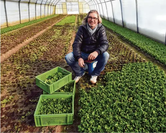  ?? Fotos: Marcus Merk ?? Armin Salzmann erntet derzeit die letzten Meter Feldsalat. Anschließe­nd wird dort Salat einziehen.