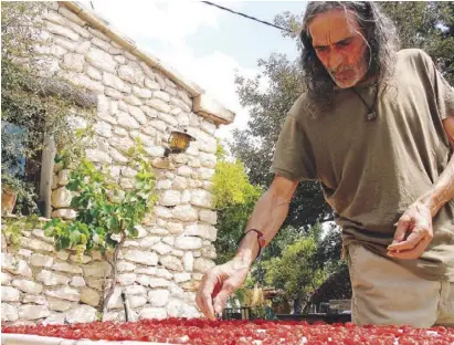  ?? Foto: Andrea Beckmann ?? Öko-Bauer Benjamin Ortolá prüft zum Trocknen ausgelegte Tomaten.