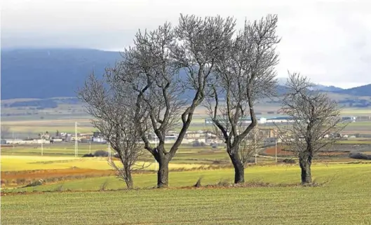  ?? EL PERIÓDICO ?? Uno de los campos de cultivo de la comunidad que han recibido en las últimas semanas abundantes precipitac­iones.