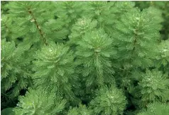  ?? ?? Spiked water-milfoil, Myriophyll­um spicatum, is a British native, but other members of the family, like the closely related Parrot's feather, Myriophyll­um aquaticum, are highly invasive and banned from sale in the UK.