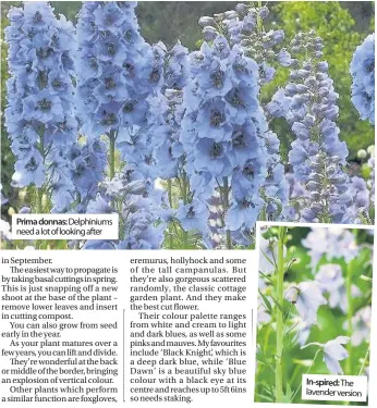  ??  ?? Prima donnas: Delphinium­s need a lot of looking after In-spired: The lavender version