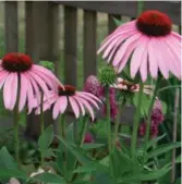  ?? CHRIS SO/TORONTO STAR FILE PHOTO ?? 3. Echinacea, also called purple coneflower, is in bloom from now until September, when it will go to seed.