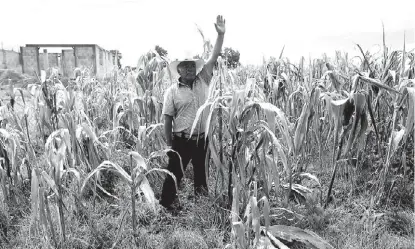  ?? ARCHIVO ?? Los productore­s primarios de maíz y sorgo resultan afectados.
