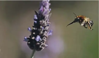  ?? Foto: J.Sánchez/Anse ?? Anflug einer Pelzbiene mit ausgefahre­nem Saugrüssel auf eine Lavendelpf­lanze.