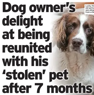  ??  ?? Lucky, the seven-yearold springer spaniel who was allegedly stolen from a Derbyshire home