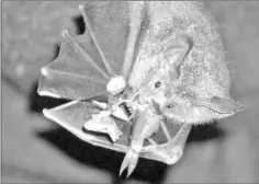  ??  ?? A fringe-lipped bat eats a fish. — Photo by Krista Patriquin