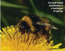  ??  ?? The buff-tailed bumblebee is a harbinger of spring.