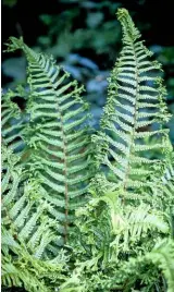  ??  ?? Handsome and robust Dryopteris affinis ‘Cristata’, with its shuttlecoc­k arcs of fronds.