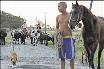  ?? CHIP SOMODEVILL­A / GETTY IMAGES ?? Cowboys drive cattle down a road in the hometown and birthplace of former Cuban President Fidel Castro on Thursday in Biran, Cuba. The revolution­ary leader who brought communism to his island nation in 1959 died Nov. 25.