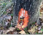  ?? Special to the Democrat-Gazette ?? A fungus has set up housekeepi­ng in the sap weeping from this tree’s wound.