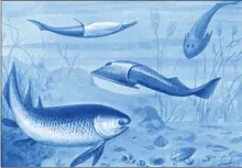  ??  ?? En haut : Astrapis, un Ostracoder­me, poisson cuirassé de l’Ordivicien.En bas : Placoderme­s et requin épineux (en premier plan) au Silurien, période où les vertébrés ont acquis des mâchoires, avantage décisif.