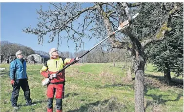  ?? FOTO: JÜRGEN MOLL ?? Obstbaumsc­hneider sind wieder in Kleinklev aktiv. Roland Steiger betreibt Kulturpfle­ge am Obstbaum, Heiko Faubel schaut gespannt zu.