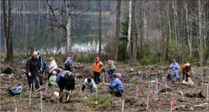  ?? OLLI RÖNN ?? PLANTERING. I samband med föreningen Skogskultu­rs 100-årsjubileu­m ordnades ett talko där man planterade ett område nära Fiskars med ädla lövträd.