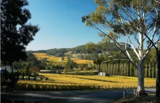  ??  ?? Brian Croser was the  irst to recognise Piccadilly Valley as a premium chardonnay site, planting the Tiers vineyard in 1979.