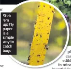  ??  ?? Stick ‘em up: Fly paper is a simple way to catch bugs